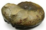 Triassic Ammonite (Ceratites nodosus) Fossil - Germany #351227-1